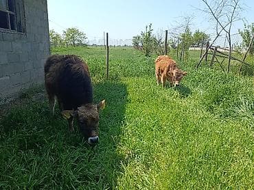 тайган рабочи: Продаю | Бык (самец) | Алатауская | На откорм — 2