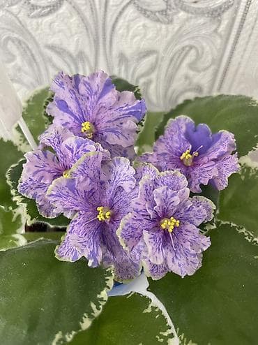 товары новогодние: Фиалки! фиалки! фиалки! Продажа фиалочек! Все фиалочки только — 8