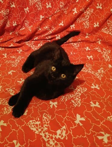 Срочно отдаю в добрые руки! Кошечка возраст 3- 3,5 месяца,к лотку at lalafo.kg Срочно отдаю в добрые руки! Кошечка возраст 3- 3,5 месяца,к лотку