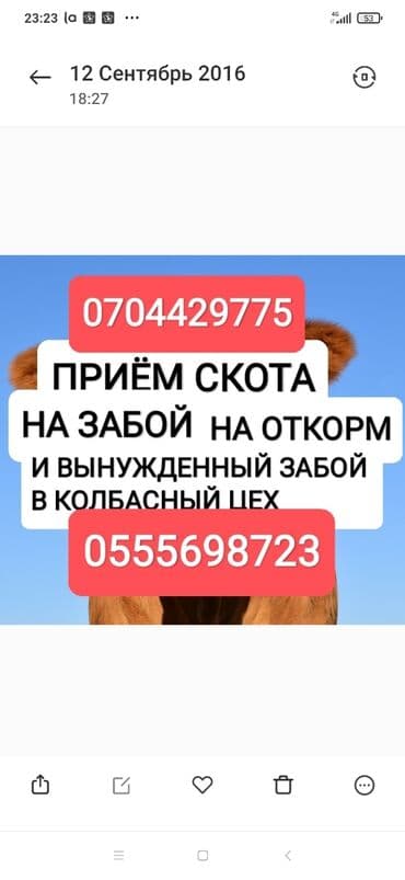 продажа скота: Куплю | Коровы, быки, Лошади, кони | Круглосуточно, Любое состояние, Забитый — 1