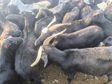 на ферме есть куры козлы и коровы: Продаю | Козлёнок | На забой — 3