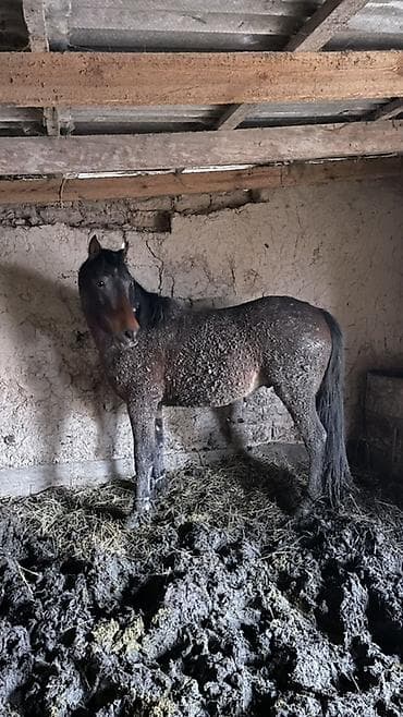 жеребчика: Продаю | Жеребец | Рабочий — 1