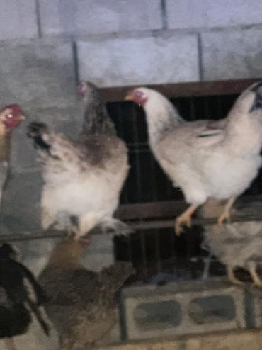 жаны асый: Сатам | Тооктор, Короздор | Жарым брама, Үй, Кучинская | Союуга, Көбөйтүү үчүн, Жумуртка туудуруу үчүн — 5