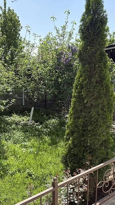 тример садовый: Туя западная, форма колонновидная (вероятно сорт Смарагд/Брабант) — 2
