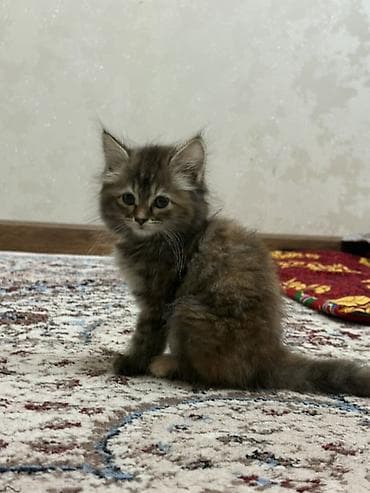 котенок сиамский: 2 месяца, Девочка, Приучена к лотку — 2