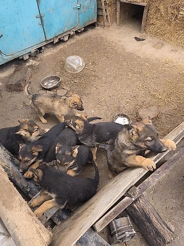 собака малинуа: Щенки породного типа немецкой овчарки - Окрас: классический чепрачный — 5