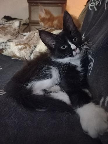 где купить кошку в бишкеке: 🐾🐈Котята мейн-кун готовы к переезду! Отличный помёт с шикарными — 5