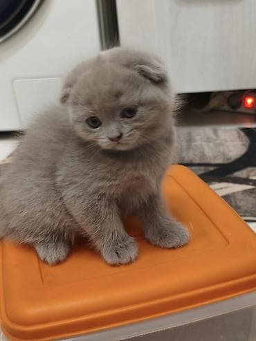 кошка шатланка: Шотландские котята, окрас голубой,лиловый - Порода: шотландская (есть — 5