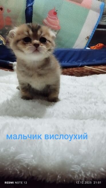 вислоухий кот купить: Скотиш Страйт (Шотландская прямоухая), 1 месяц, Девочка, Приучена к лотку — 2