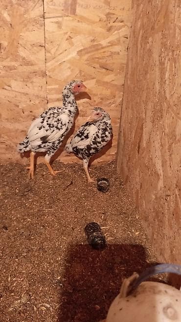 щенки алабай цена: Продаю | Цыплята | Для разведения — 1