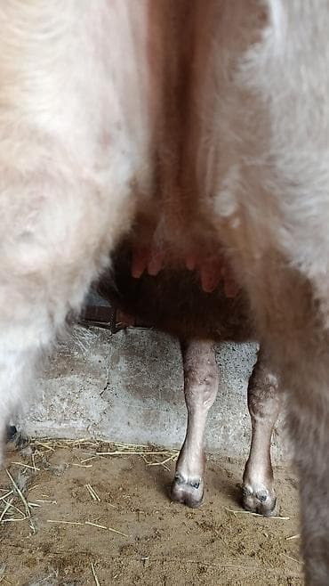 Аквариумдар: Сатам | Уй (ургаачы), Кунаажын | Швиц | Көбөйтүү үчүн, Сүт алуу үчүн | Асыл тукумдуу, Кысыр, Жасалма уруктандырылган — 4