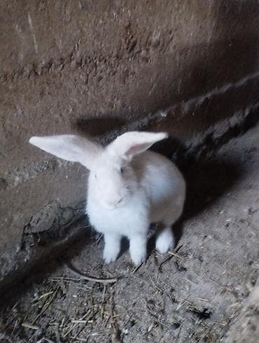 домашние змеи: Продаю | Крольчиха (самка) | Белый великан | Для разведения — 1
