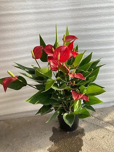 Комнатные растения: 💐Женское счастье белок по 1000с, 💐красное мурское счастье по 1000с — 7
