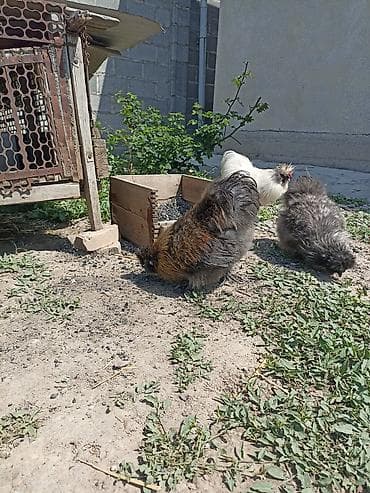 Животные: Продаю | Куры | Для разведения — 5