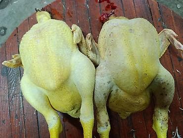 цыплята бролерные: Продаю | Цыплята | Бройлерная | На забой — 6