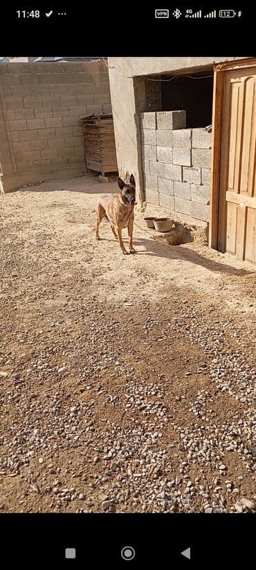 Вязка собак: Бельгийская овчарка, 2 месяца, Самец — 8