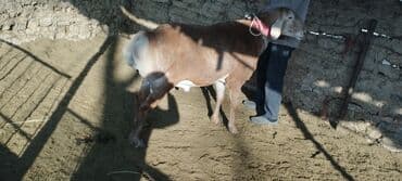 леопардовая кошка цена: Продаю | Баран (самец) | Для разведения | Племенные — 2