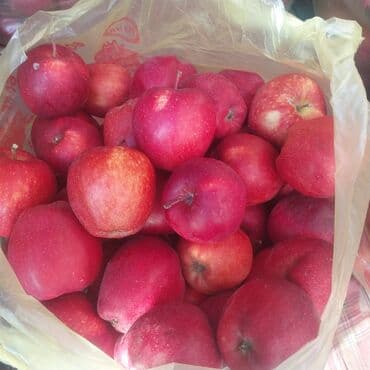 Яблоки Оптом at lalafo.kg Яблоки Оптом