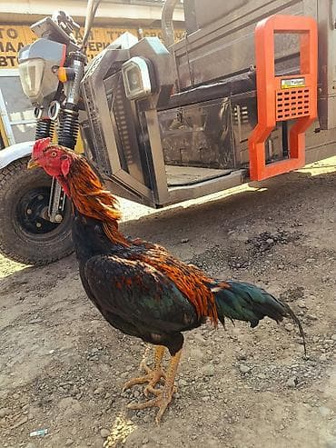 черная овчарка купить: Продаю | Куры | Бойцовая — 7