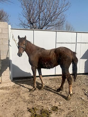 коны: Продаю | Кобыла (самка) | Конный спорт — 1