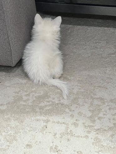 купить кошку сфинкс: Скотиш Страйт (Шотландская прямоухая), 2 месяца, Девочка, Белый, Приучена к лотку, Проглистована — 8