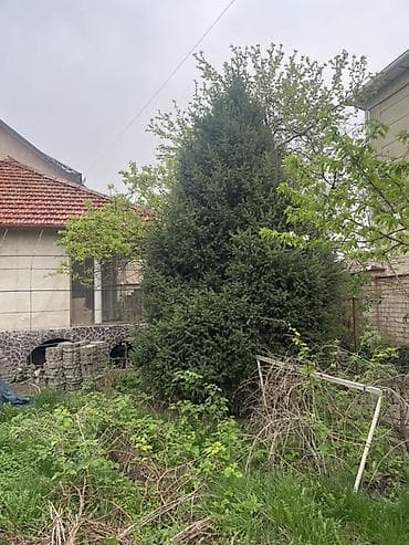 деревья саженцы: Ель/пихта крупномеры для пересадки. - Несколько взрослых хвойных — 4