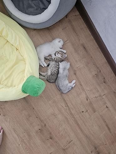 белый котенок: Котята скотиш страйт 1 месяц все девочки - Окрас: два светлых — 3