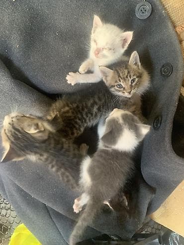 тайган собаки: Котята от домашней кошки - Помет из нескольких котят разной окраски — 1