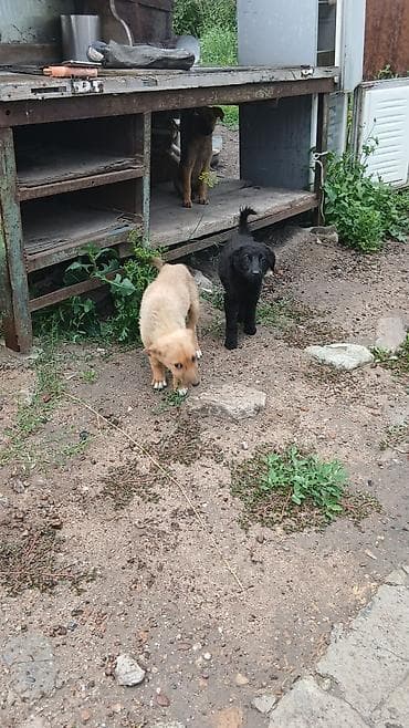 Отдам даром собаку: Собака даром: 2 месяца, Самка — 2