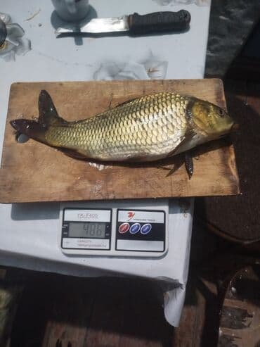 карп оптом: Рыба, вылов местный. На фото — карп/(чешуйчатый и зеркальный), каждый — 3