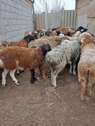 вислоухие кошки бишкек: Продаю | Овца (самка) | На забой | Матка — 4