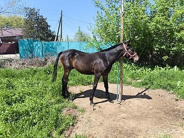 обстрел собак: Продаю | Жеребец | Рабочий — 1