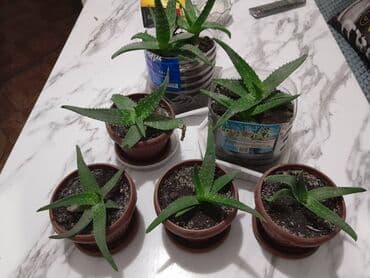 лимон цветы: Алоэ вера (Aloe vera) — суккулентное травянистое растение, вид рода — 3