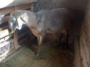 Продам с/х животных: Продаю | Баран (самец) | Арашан, Полукровка — 1