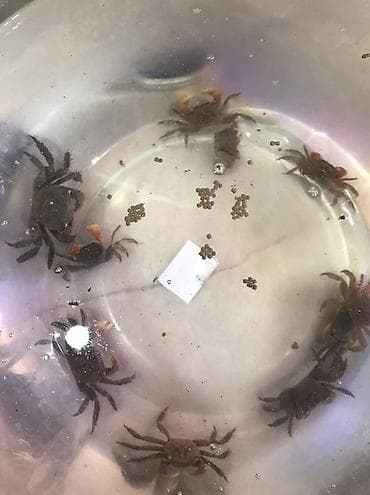 продаю раков: Живые пресноводные крабы - Окраска: тёмно-коричневая; у части особей — 1