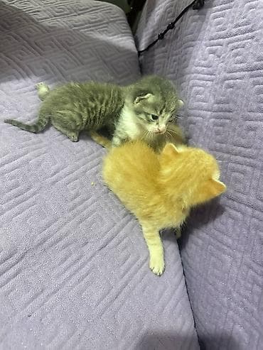 отдам даром котята: Котята-домашние малыши - Возраст: новорождённые, ещё молочного — 9