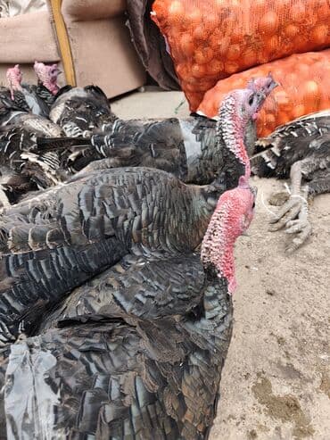 домик для кролика: Продаю | Индюк (самец) | Для разведения — 6