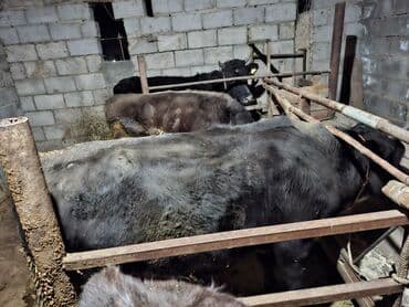 в добрые руки собаку: Продаю | Бык (самец), Тёлка | На забой — 7