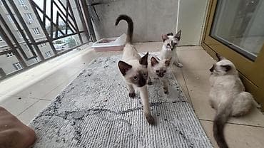 сиамскую кошку: Котята с сиамским (колор-пойнт) окрасом - Помёт из трёх котят — 2