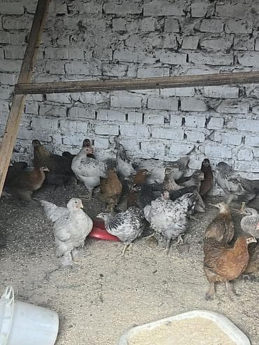 цесарка яйца: Продаю | Куры | Домашняя | Для разведения — 1