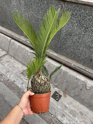 пальмы: Цикас (Cycas revoluta) в пластиковом горшке. - Компактный экземпляр с — 1