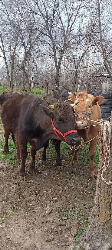 продаю конь: Продаю | Тёлка | Для разведения | Привязанные — 2