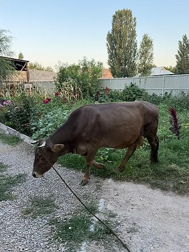 продаю карова: Продаю | Корова (самка) | Швицкая | Для молока — 2