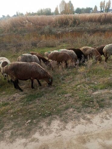тюк пресс: Продаю | Овца (самка) | Для разведения — 2