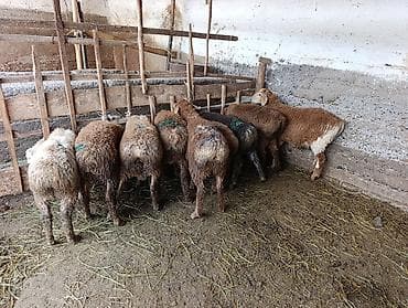 хомяк домашний купить: Продаю | Овца (самка) | Для разведения — 3