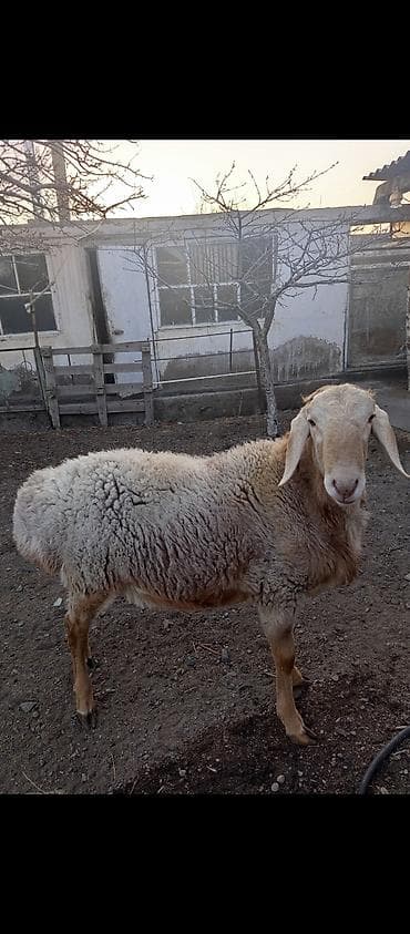 чип для животных: Продаю | Овца (самка) | Для разведения | Ярка — 2