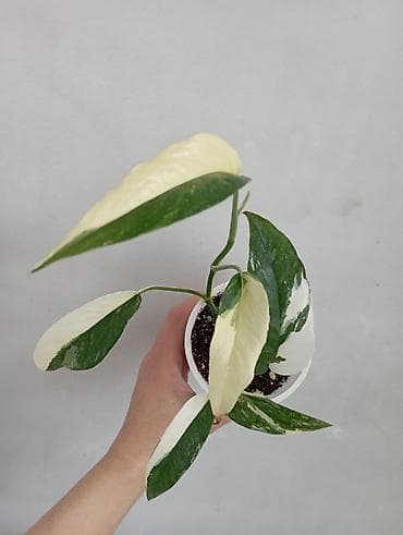 палка: 1- фото Сингониум Милк он грин 800 сом . Остальные Сингониумы по 350 — 5