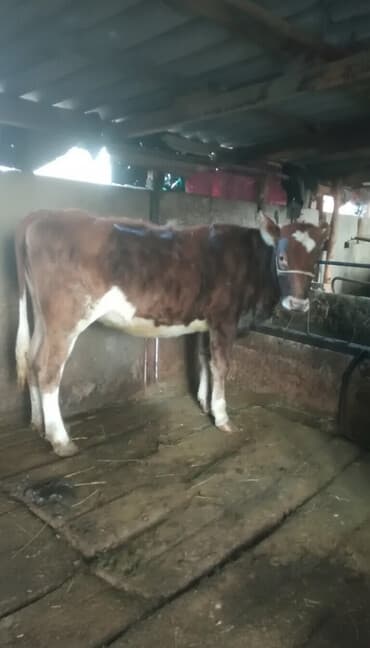 домики для котов: Продаю | Тёлка | Симментальская | Для разведения | Не стельные — 2