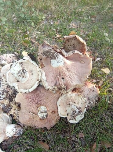 купить семена люцерны в бишкеке: Грибы Самовывоз — 1