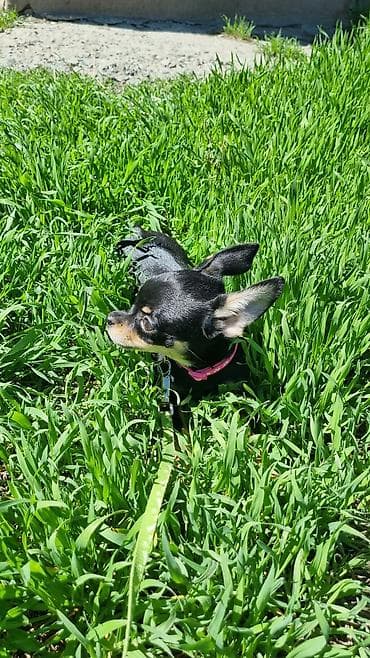 сибу ину: Той-терьер, 4 месяца, Самка, С прививкой — 3